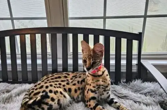 Missing cat Hueytown, photo: Lost Cat: $1000 Reward for Sinclair!
