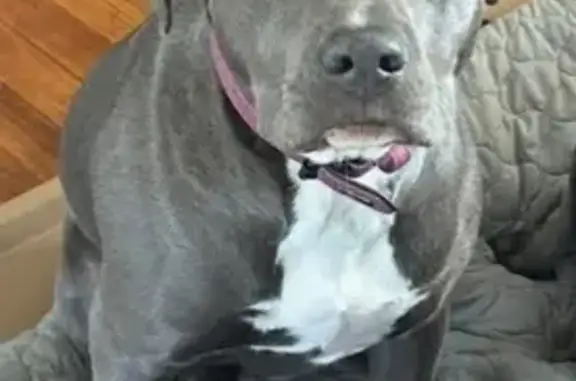 Lost Gray Staffy/Pit Mix in Waterford