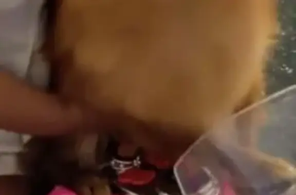 Lost and found pets New York, photo: Lost Brown Pomeranian on W 24th St, NY