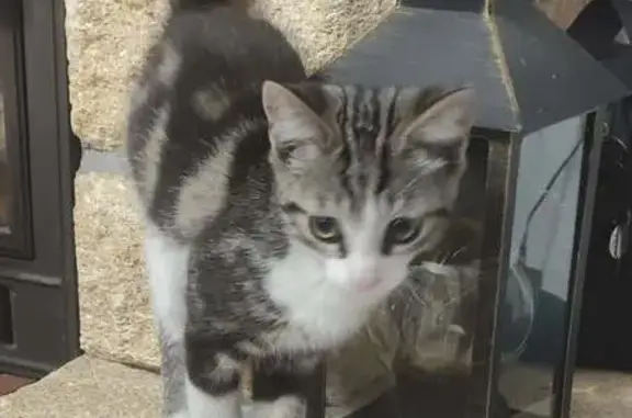 Animaux trouvés Vivonne, photo: Chat trouvé à Super U Vivonne, joueur