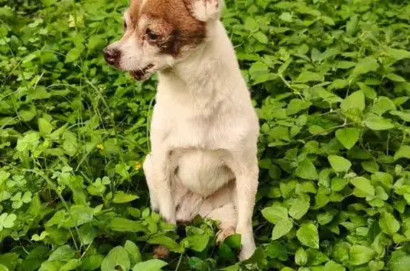 Perro encontrado Celaya, foto: Chihuahua Rescatado con Patitas Especiales