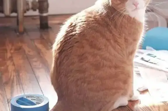 Lost Orange Tabby: 44th Street Area