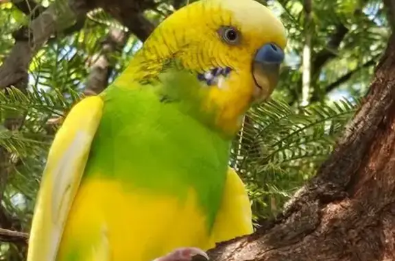 Lost and found pets Glendale, photo: Friendly Bird Lands on Me in Glendale
