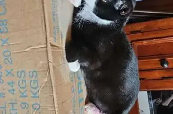 Lost pets , photo: Lost Tuxedo Cat: Asthma, Needs Meds!