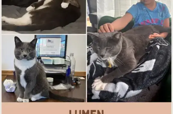 Lost Cat: Home Again Collar, NW Lapine Way