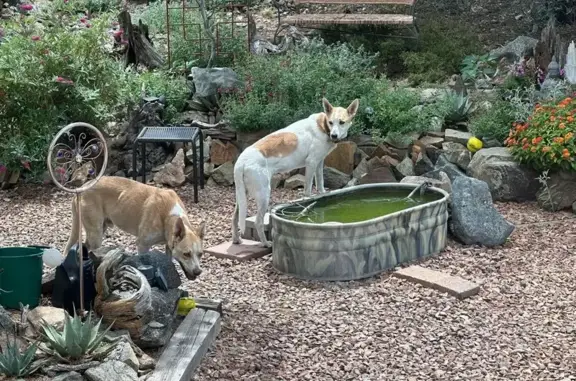 Missing dog Prescott, photo: Lost Carolina Dog: Shy & Sweet, Prescott