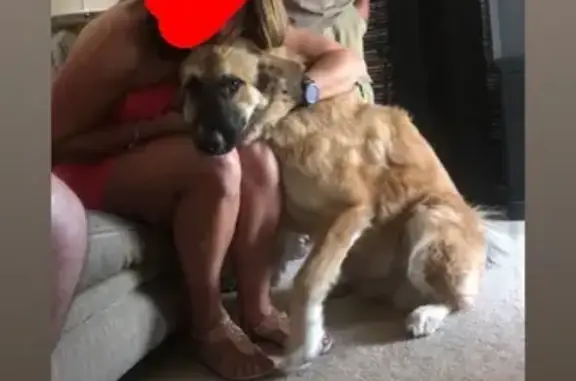 Lost Dog: Brown & White in Scottsdale