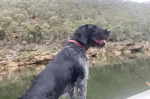 Lost: Friendly Wirehaired Poin...
