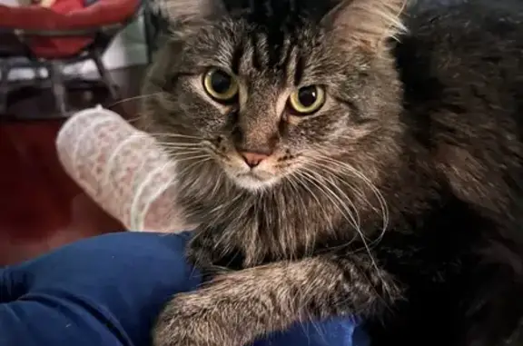 Lost Skittish Tabby in Tombstone Canyon