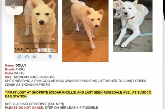 Lost Dog: White, Pointy-Eared in Morris
