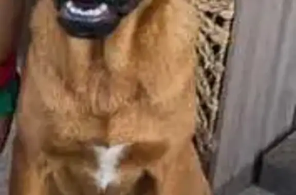Perro perdido en Alicante: Camino Río Ebro