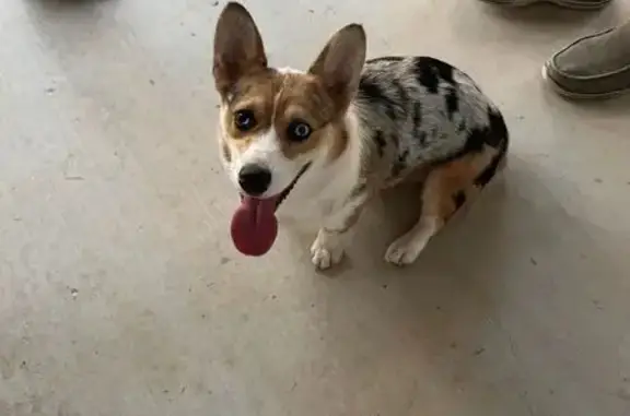 Sweet Dog Found on County Road 3336, TX