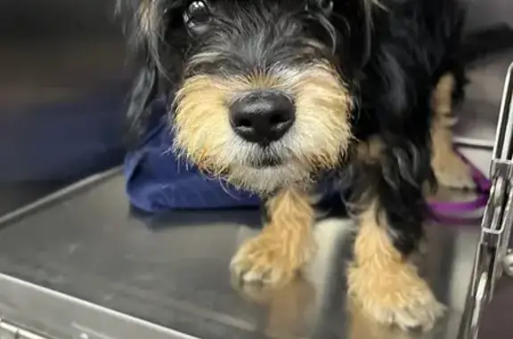 Found pets Hilliard, photo: Found Dog on Young Ripple Rd, 2173