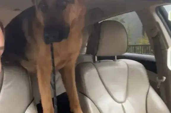 Found dog Bellevue, photo: Found Sweet Dog in Bellevue: Answers to Jack