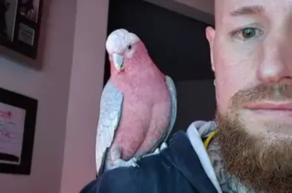 Lost Pet Bird: Domesticated, Ringed, Melbourne