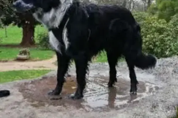 Chien perdu, Place du Gén Leclerc, La Ferté - photo