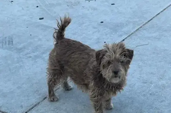 Lost Brown Dog: 5th Ave, Hesperia
