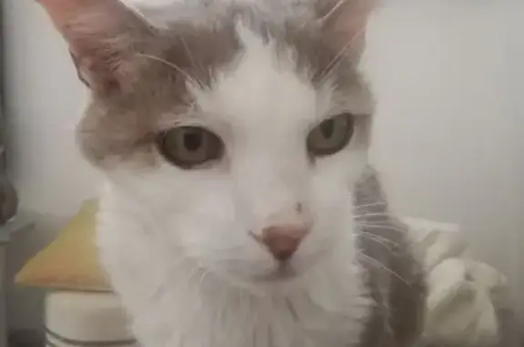 Chat perdu : Kalinou, 18 ans, gris et blanc - photo