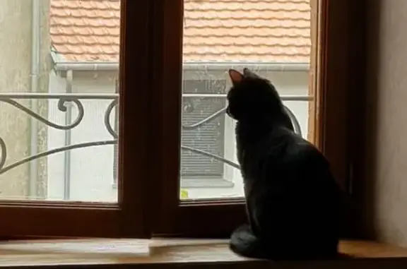 Chat perdue, craintive, tête inclinée - photo
