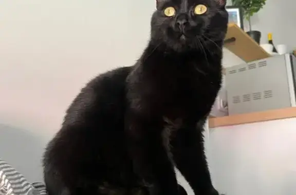Chat noir perdu à Sainte-Marie-la-Mer - photo