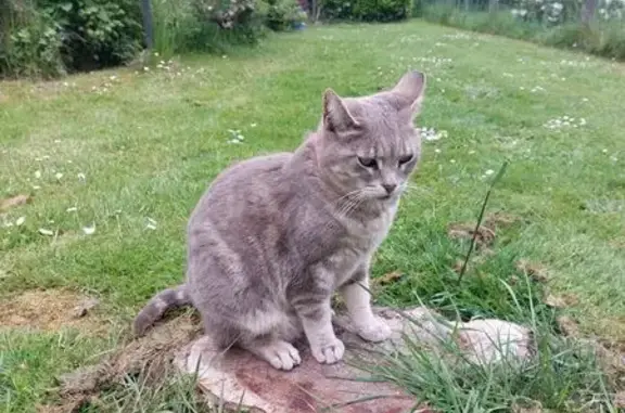 Animaux perdus Limoges, photo: Chatte grise perdue, 7 ans, Limoges