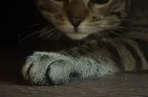 ¡Ayuda a encontrar a nuestro gato perdido!