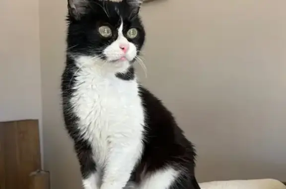 Animaux perdus Perpignan, photo: Chat noir et blanc perdu à Perpignan