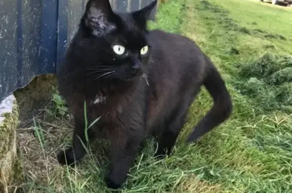 Chat perdu, Crach, photo: Chatte noire perdue, moustache blanche, Kercado