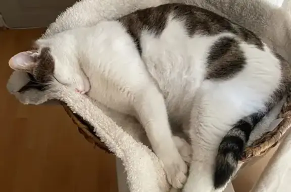Chat perdu : blanc/noir, opéré, Versailles - photo