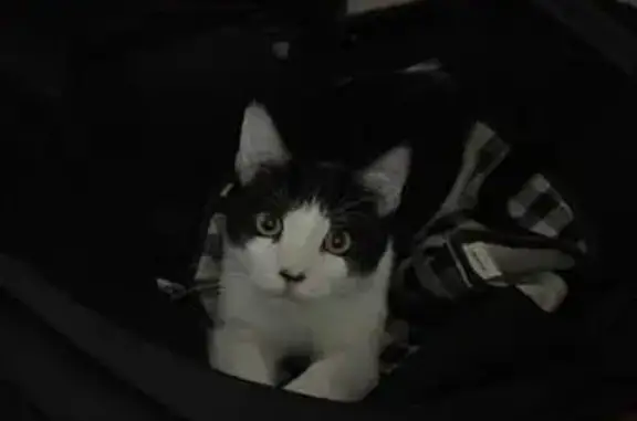 ¡Gato Perdido en Cádiz! Responde a su Nombre