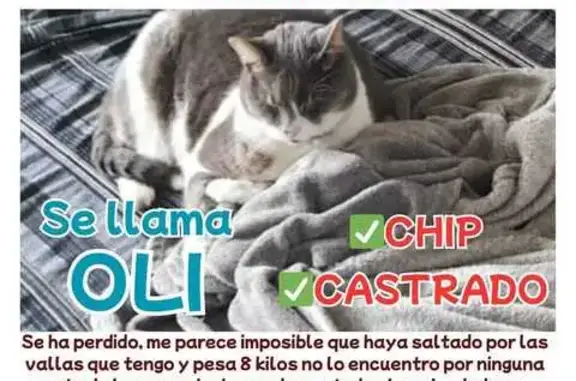 Gatos perdidos, , foto: Gato Perdido: Grande, 14 Años, Canyelles