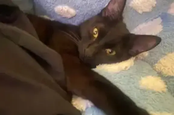 Lost Black Tabby Cat on Amity Blvd