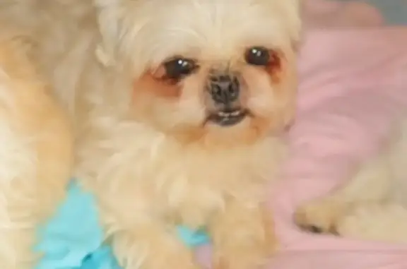 Lost and found pets , photo: Lost Shih Tzu: White Fur, Brown Eyes