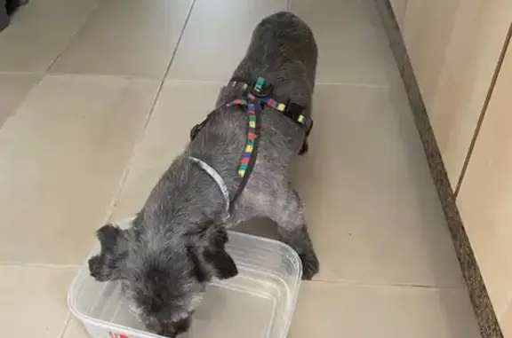 Perro Perdido: Cruce Maltés, Sordo y Enfermo