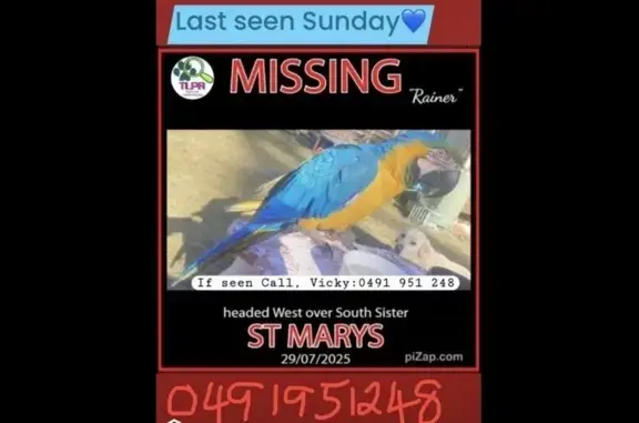 Lost Blue & Gold Macaw on Main St, St Marys