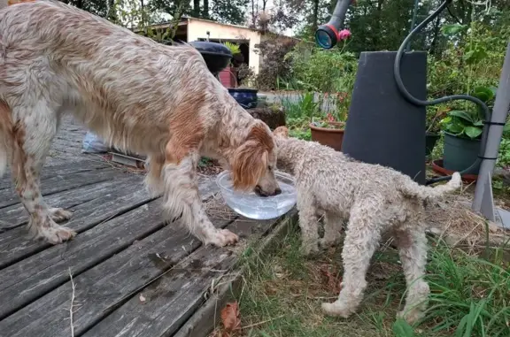 Chien trouvé Plélan-le-Grand, photo: Chiens trouvés à Plélan-le-Grand