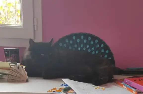 Animaux perdus Larressore, photo: Chat noir perdu, poil long, Larressore