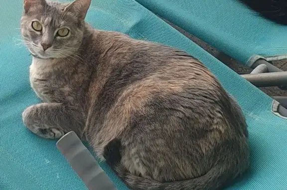 Gatos perdidos, Salou, foto: Gata Gris Perdida en Salou: Lola