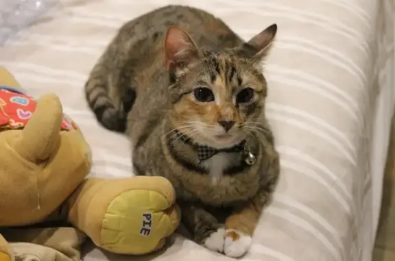 ¡Ayuda! Gatita Tricolor Perdida en Patronato