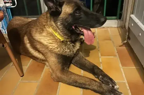 Chien trouvé , photo: Chien Malinois mâle trouvé à Marguerittes