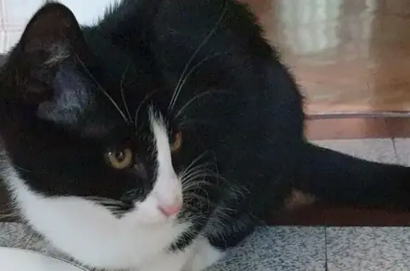 Animaux trouvés Morteau, photo: Chaton noir et blanc trouvé à Morteau