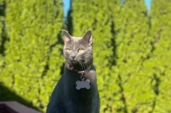 Missing cat Newark, photo: Lost Grey Cat Chucky: 2nd St, Newark