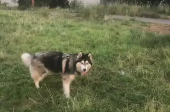 Chienne Husky perdue à Bagnolet - photo