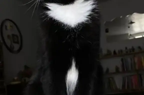 Chat mâle perdu, sociable, Veynes 9 août - photo