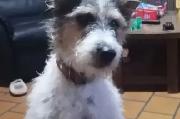 Fox Terrier tricolore perdue à Élincourt - photo