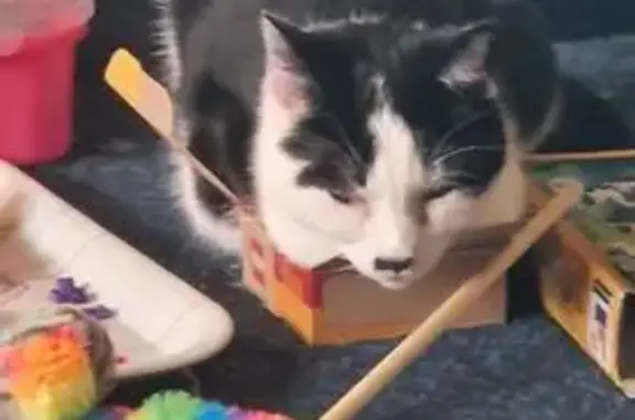 Lost Friendly Cat: Cinders Needs Help!
