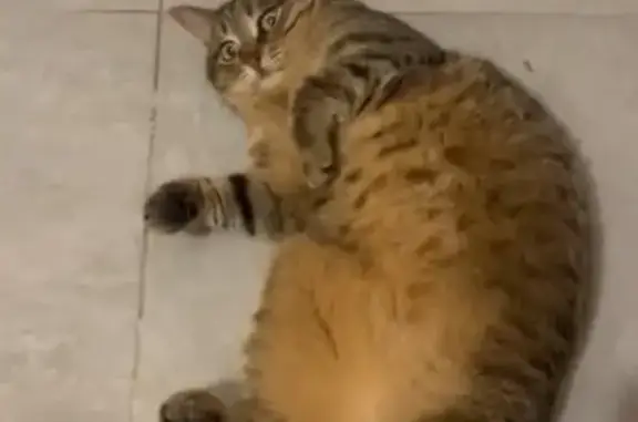 Chatte européenne perdue à Saint-Raphaël - photo