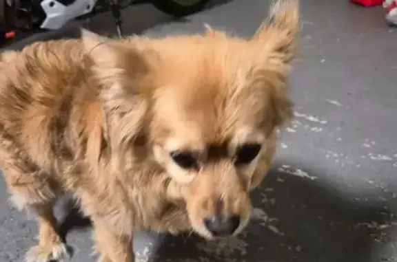 Chien trouvé La Crèche, photo: Chien beige dodu trouvé à La Crèche