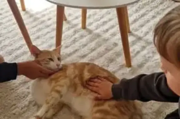 Animaux perdus Roz-Landrieux, photo: Chat perdu blanc/beige roux, Roz-Landrieux