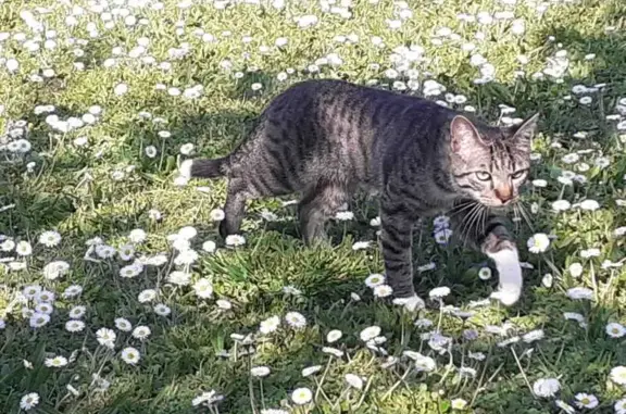 Chat perdu tigré gris, pattes blanches - photo